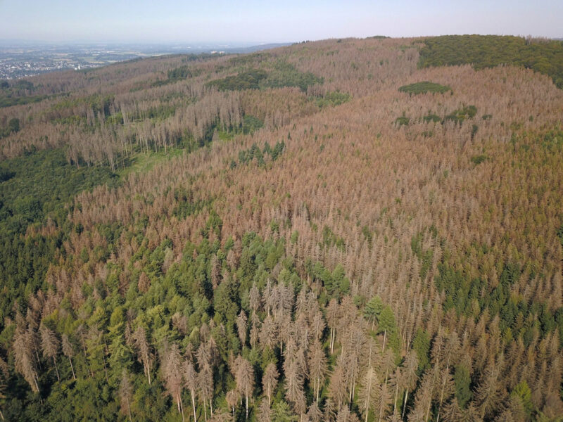 Abgestorbene Bereiche im Stadtwald Lemgo im August