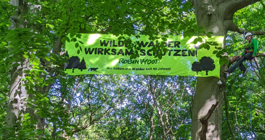 Aktion von Robin Wood gegen Holzeinschlagerlaubnis in Naturschutzgebieten
